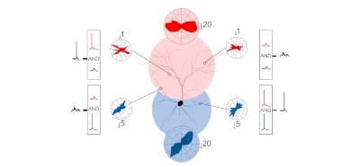 Modeling_apical_and_basal_tree_contribution_to_ori