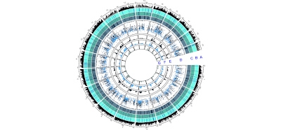 XPF_interacts_with_TOP2B_for_R-loop_processing_and