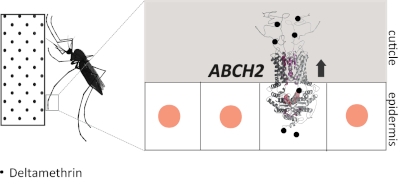 A_transporter_in_mosquito_legs_acts_like_a_pump,_e