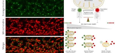 Balanced_mRNA_storage_and_degradation_modulates_mi