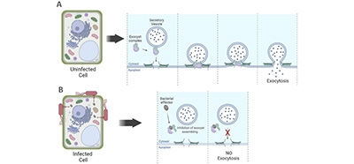 Pathogenic_bacteria_inhibit_host_cell_secretion_to