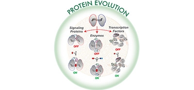 Structural_dynamics_in_the_evolution_of_a_bilobed_