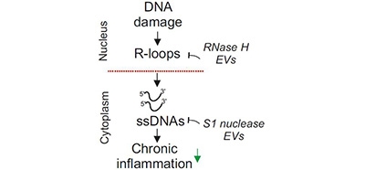 R-loops_trigger_the_release_of_cytoplasmic_ssDNAs_