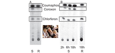 Reduced_proinsecticide_activation_by_cytochrome_P4