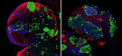 Dissecting_Hes-centred_transcriptional_networks_in