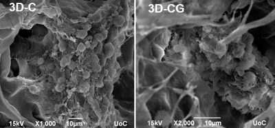 Neural_Stem_Cell_Delivery_via_Porous_Collagen_Scaf