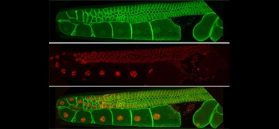 Mitochondrial_maturation_drives_germline_stem_cell