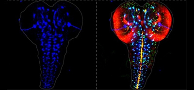 The_Role_of_Insulators_in_Transgene_Transvection_i