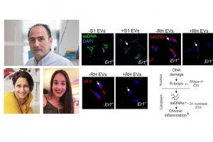 IMBB researchers reveal that DNA damage in tissue-infiltrating macrophages triggers an exosome-based metabolic reprogramming leading to chronic inflammation.