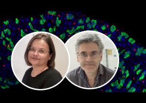 Greek researchers from FORTH, NKUA and Harvard University reveal a new mechanism that regulates intestinal stem cells