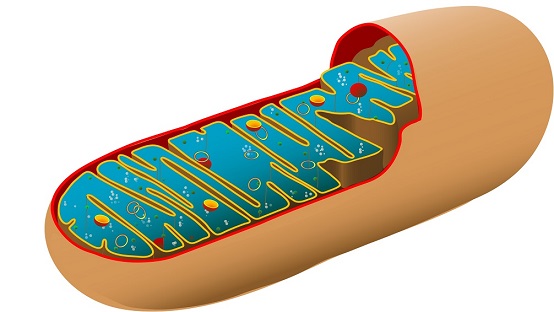 IMBB_researchers_reveal_a_novel_mechanism_regulati