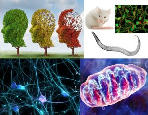 International scientific collaboration between IMBB Researchers and Scientists at the National Institutes of Health (NIH) of the United States and the University of Oslo, in Norway uncovers the novel role of mitophagy in the pathogenesis of Alzheimer’s di