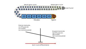 IMBB_researchers_uncover_a_link_between_mitochondr