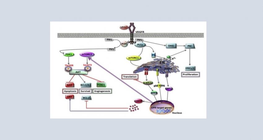 VEGF_SIGNALING_INTEGRATES_THE_UPR_MACHINERY_OF_THE