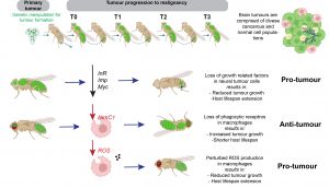 New_study_reveals_the_mechanisms_that_drive_neural