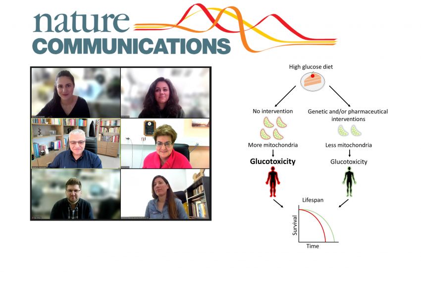 FORTH_researchers_reveal_how_metabolic_reprogrammi